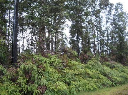 A scenic view of a 1/4 acre land lot in Nanawale Estates, Hawaii County, with visible natural landscape and clear skies.