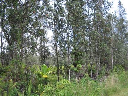 Aerial view of a 1/4 acre Nanawale Estates lot on Pakalana Road in Hawaii County, showcasing lush tropical landscape and undeveloped land.