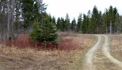 Maine, Aroostook County, 10.94 Acres Sunrise Estates, Lot 13. TERMS $219/Month