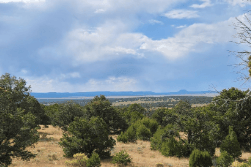 Aerial view of 11.64-acre Ponderosa pine forest property in Catron County, New Mexico, with open land and surrounding trees.