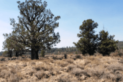 Aerial view of Oregon Pines Lot 31-32 in Klamath County, Oregon, showing two adjoining 3.23-acre forested lots in Block 6.