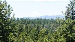 A forested 1.73-acre land lot in Klamath County, Oregon, with trees and natural landscape in Klamath Falls area.