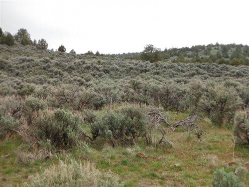 20-acre Moon Valley Ranch land in Lassen County, California, with scenic views and open terrain, offered by Onlinelandsales.