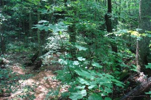Aerial view of Sugartree Falls, a 6.52-acre property in Wayne County, Tennessee, showing wooded land and natural landscape.