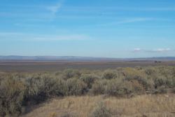 Texas, Presidio County, 80 Acres Presidio, East 1/2 of the NW1/4 of T&P Ry. Co. Survey, Section 7, Block 1. TERMS $472/Month