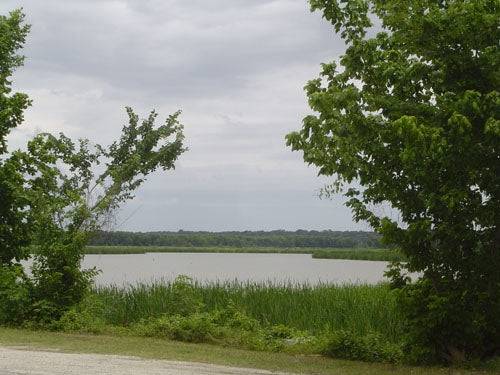 A scenic view of Trinity Forest in Trinity County, Texas, featuring lush trees and natural forest landscape.