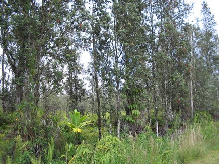 Hawaii, Hawaii County, 1/4 Acre Nanawale Estates,Pakalana Road. TERMS $175/Month