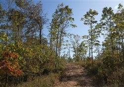 Aerial view of Missouri Borgmann’s Hollow Phase IV, Lot 103, showing wooded 11.13-acre property in Shannon County.