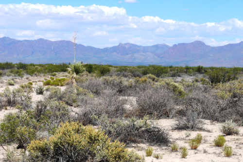 New Mexico, Luna County, 0.50 Acre Deming Ranchettes, Lot 30 Block 11. TERMS $0 Down $31/Month