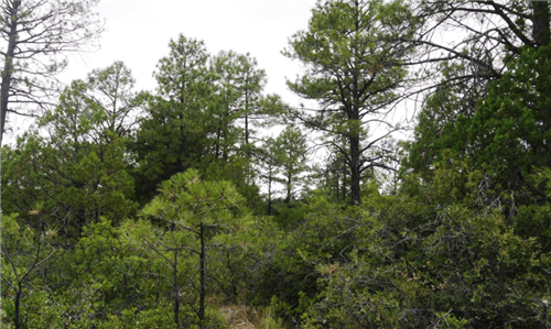 Aerial view of Lot 21 in Timberon, Otero County, New Mexico, showing undeveloped land with surrounding trees and mountain scenery.
