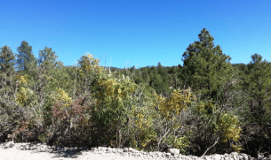 Aerial view of a 0.45-acre Timberon lot in Otero County, New Mexico, showing surrounding land and electrical access.
