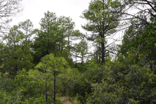 A parcel of land in Timberon, Otero County, New Mexico, with water and electricity access, shown in the image of Lot 86.