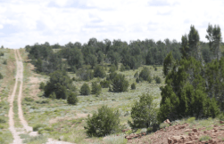 Aerial view of Pine Meadows Lot 829 in Cibola County, New Mexico, showing open land with surrounding trees and mountain background.