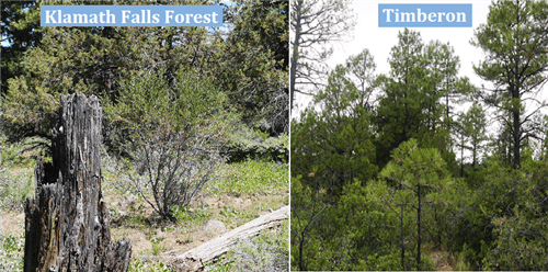 Timberon, Otero County, New Mexico, 0.50-acre lot with trees in bundled sale, featuring scenic forest views and natural landscape.