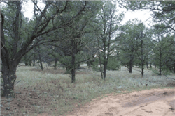Aerial view of New Mexico Cibola County Tierra Verde Lot 81, 5.08-acre parcel in Unit 6, with surrounding landscape and property boundaries.