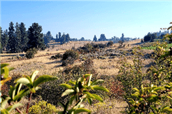 Oregon, Klamath  County, 0.31 Acres Oregon Shores Lot 41, Block 28 Unit 2, Electricity. HUGE VIEWS. TERMS $209/Month
