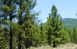 Aerial view of 5-acre property in Sprague River, Oregon, showing land parcel outlined on a map with surrounding natural landscape.