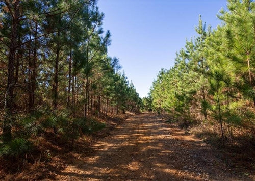 Tennessee, Decatur County, 6 Acre Pine Ridge, Lot 3, Electricity. TERMS $374/Month