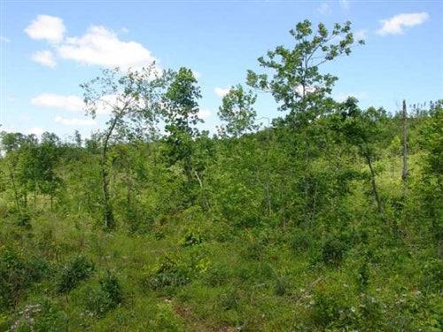 20.9-acre Antler Ridge land in Shannon County, Missouri, with scenic natural landscape and wooded areas.