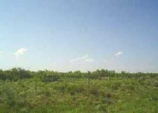 Texas, Ward County, 5 Acre, Lot 38. TERMS $100/Month